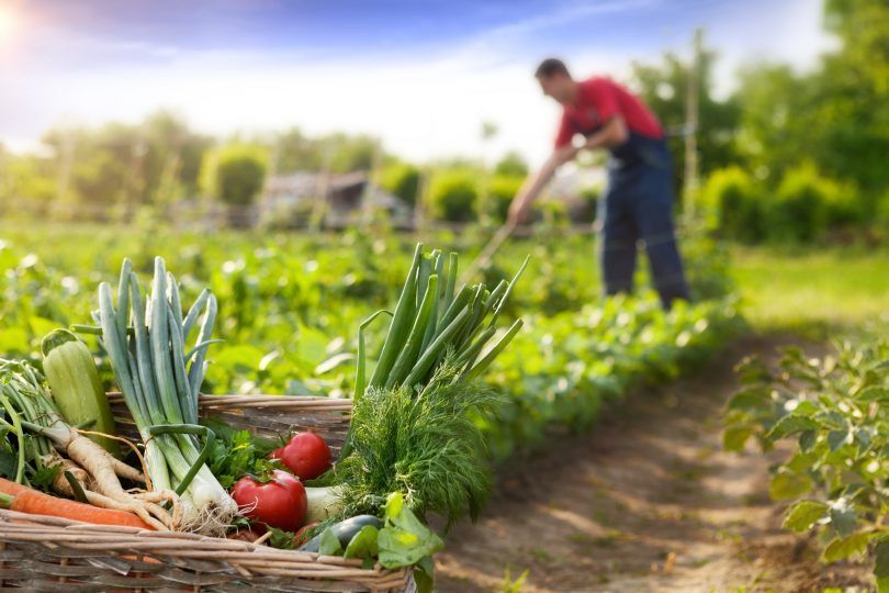 alimentação biologica